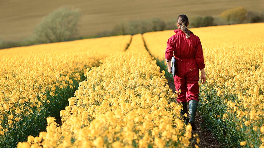 A man walking through a field of flowers