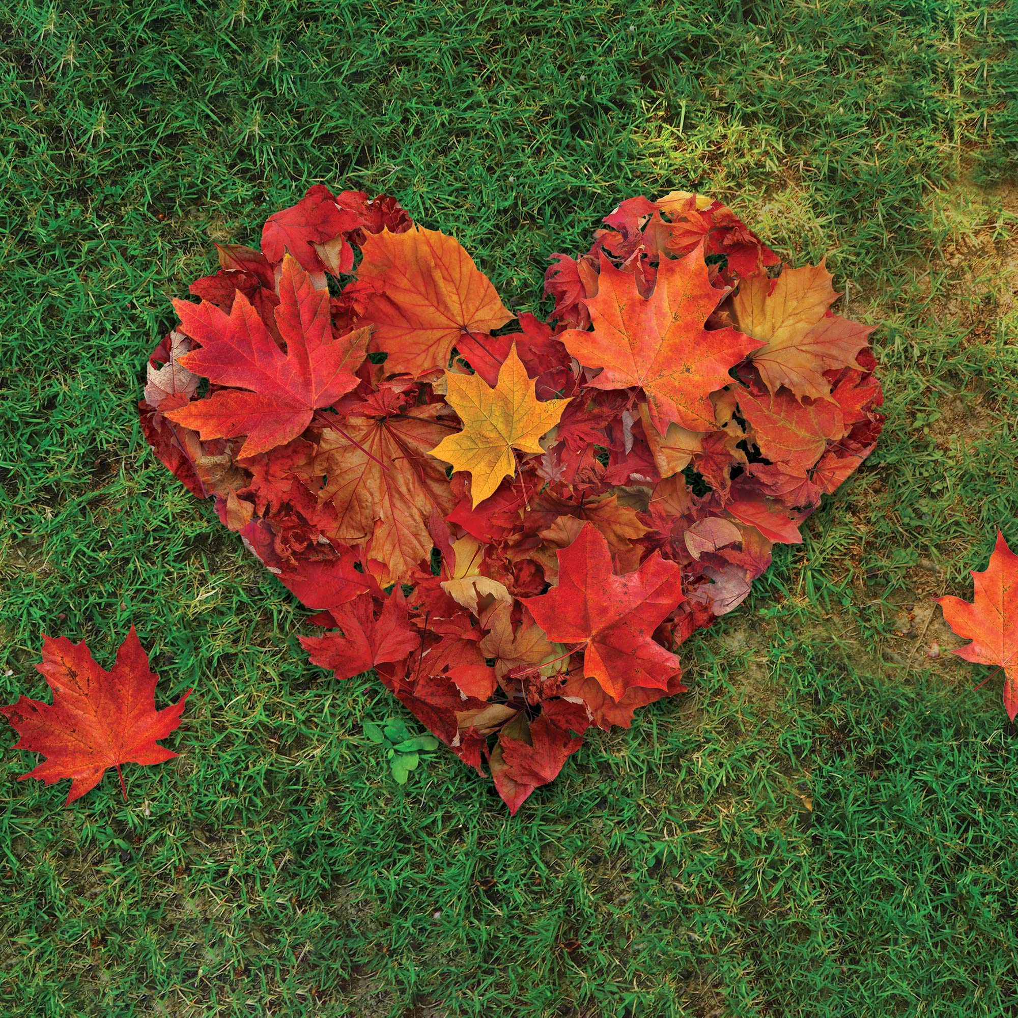 A stylized CVS Health® heart in the shape of red leaves on a green grass background.