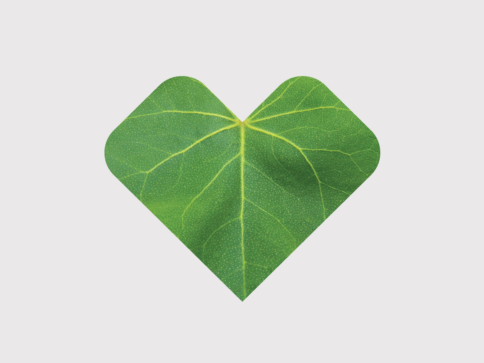 A heart-shaped leaf.