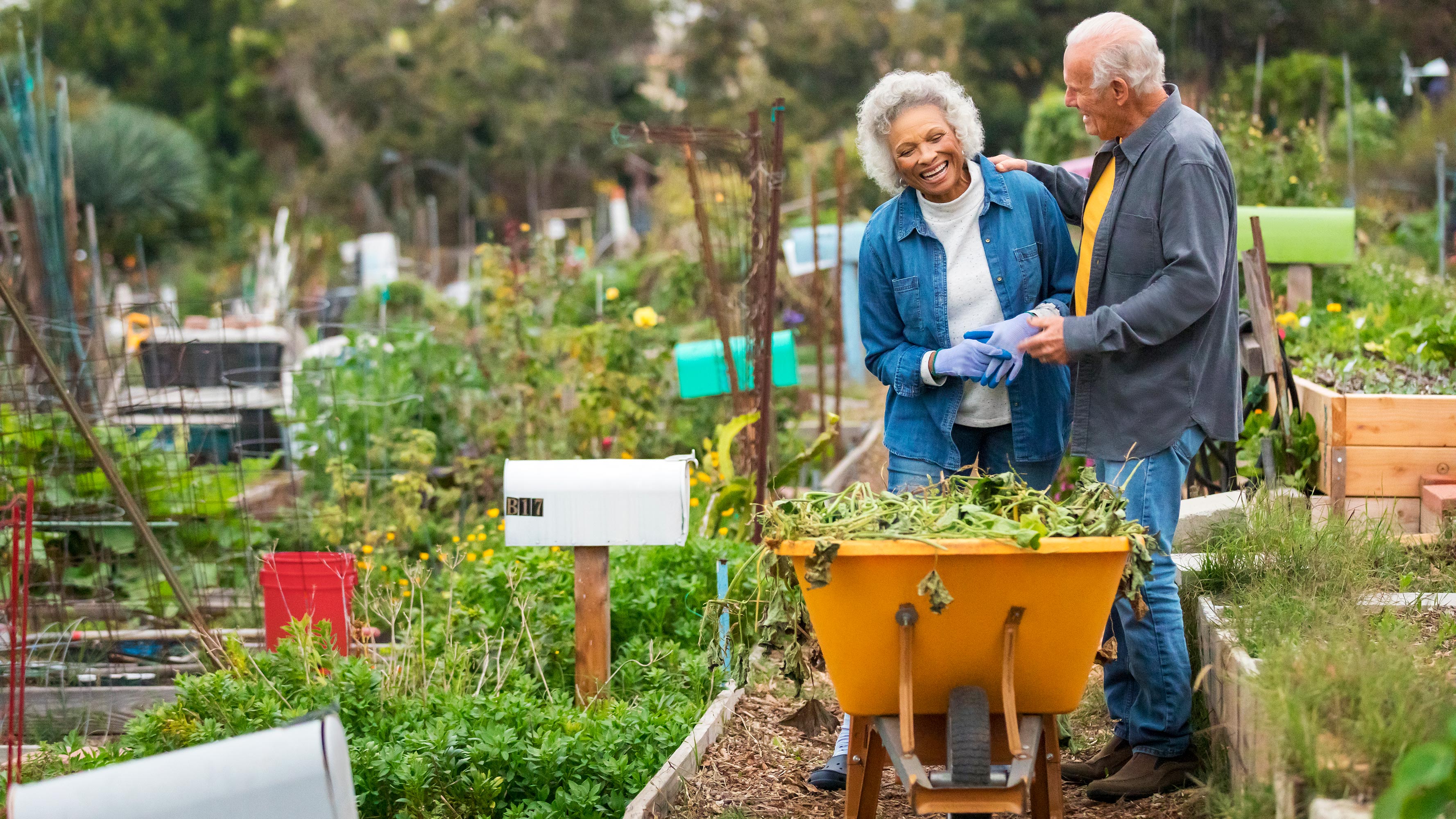 An older couple working in a garden plot laughing with each other