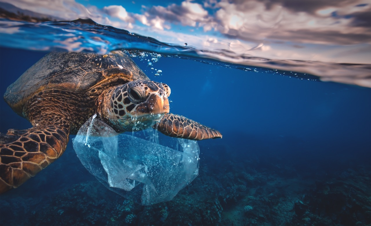 A turtle swims with a plastic bag around its neck.