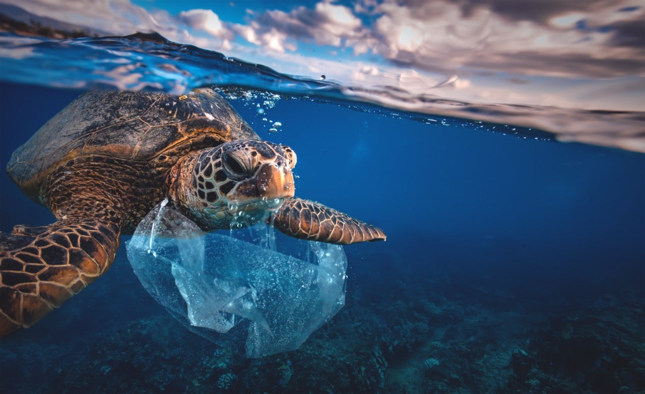 plastic bags ocean