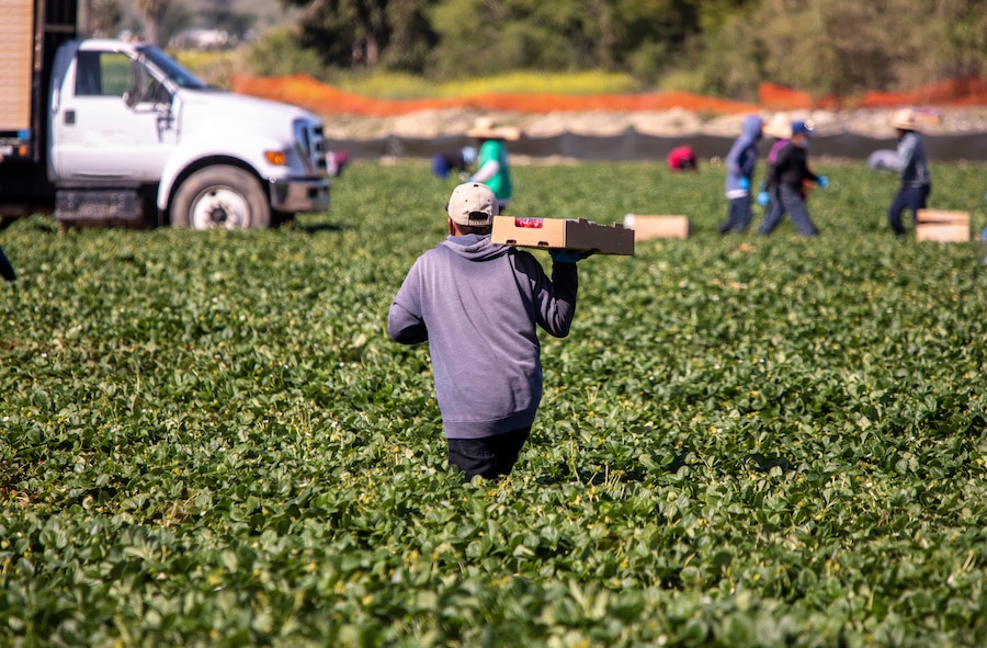 man in Central California walks through green field on a sunny day